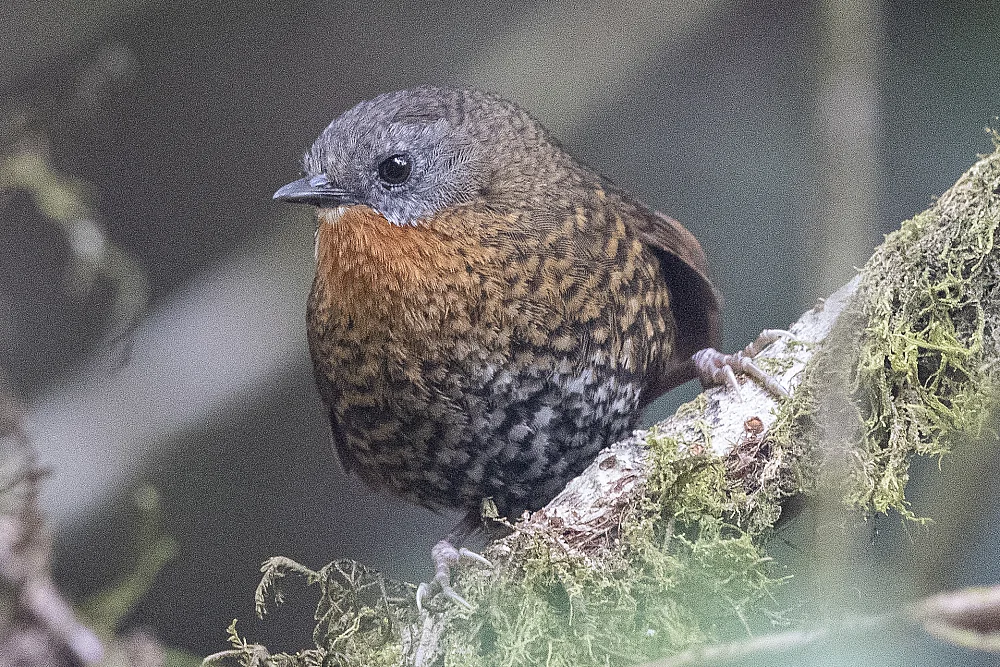 Spelaeornis caudatus at Maenam (PC:Vijay Anand Ismavel https://flickr.com/photos/ivijayanand)