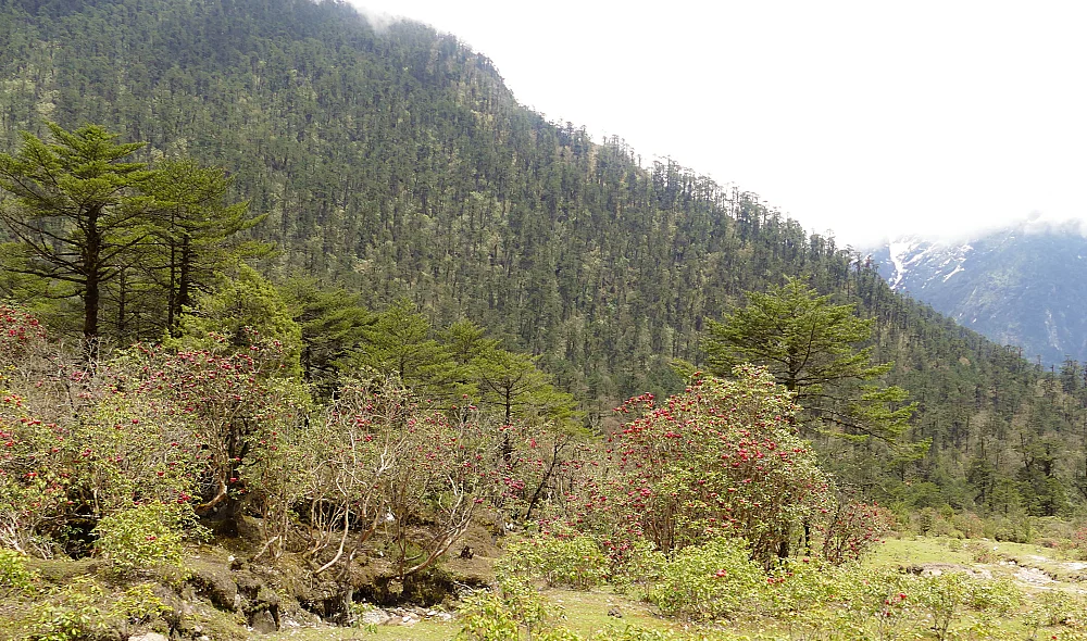 Shingba Rhododendron Sanctuary, Yumthang Valley (PC:Ankur Panchbudhe https://flickr.com/photos/ankurp/)